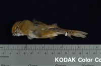 藏品(黃羽鸚嘴)的圖片